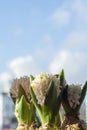 Three blossoming hyacinthes with blue sky Royalty Free Stock Photo