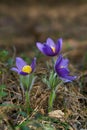 Three blossoming pasque flowers