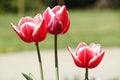 Three blossoming pink tulips in the park