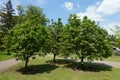 Three blossoming trees of Sorbus aria in May