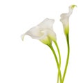 three blossoming white calla flowers with green stems Royalty Free Stock Photo