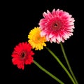 Three blossoms of colorful gerbera flowers in various colors Royalty Free Stock Photo