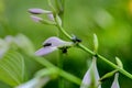 Three Blow Flies on Purple Flower