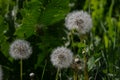 Three blowballs in garden Royalty Free Stock Photo