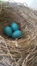 Three blue bird Eggs Royalty Free Stock Photo