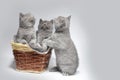 Three blue British kittens in a wicker basket Royalty Free Stock Photo