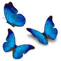 Three blue butterfly