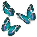 Three blue butterfly Royalty Free Stock Photo