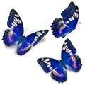 Three blue butterfly Royalty Free Stock Photo