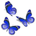 Three blue butterfly Royalty Free Stock Photo