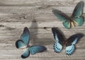 Three blue butterfly Royalty Free Stock Photo