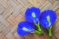 Three blue butterfly vine flowers close up Royalty Free Stock Photo