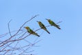 Three blue-cheeked bee-eater Merops persicus. A bird is sitting on a branch of a tree, on a background of blue sky. Royalty Free Stock Photo