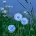 Three blue dandelions in green grass Royalty Free Stock Photo