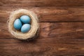 Three blue Easter eggs painted by hibiscus, in a nest with feathers on a wooden background. Easter symbol. Copy space Royalty Free Stock Photo