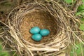 Three blue eggs in the nest closeup Royalty Free Stock Photo