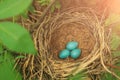 Three blue eggs in the nest in nature closeup Royalty Free Stock Photo