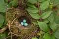 Three blue eggs in the nest on a tree in the forest Royalty Free Stock Photo