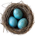 Three blue eggs nest on a white background, easter nests image