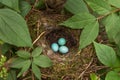 Three blue eggs of the thrush in the nest on the tree in green leaves Royalty Free Stock Photo