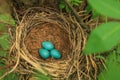 Three blue eggs of the thrush in the straw nest on a tree in the forest Royalty Free Stock Photo