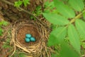 Three blue eggs of the thrush in the straw nest on a tree in the forest Royalty Free Stock Photo