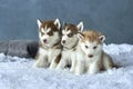 Three blue-eyed copper and light red husky puppies lying on white blanket