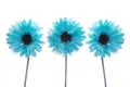 Three blue flowers