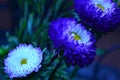 Two vivid electric blue one white flower Royalty Free Stock Photo