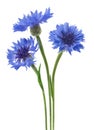 Three blue flowers of a cornflower, isolated on a white background. Selective focus Royalty Free Stock Photo