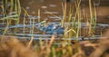 three blue frogs in mating season - Rana arvalis Royalty Free Stock Photo