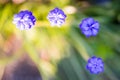 Three blue grape hyacinth with bird's eye view Royalty Free Stock Photo