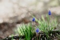 Three blue grape hyacinth or muscari Royalty Free Stock Photo