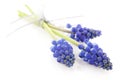 Three blue grape hyacinths Royalty Free Stock Photo