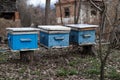 Old blue hives in garden on early spring day in village