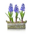 Three blue hyacinths in a pot Royalty Free Stock Photo