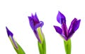 Three Blue Iris Flowers