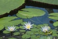 Three Blue Lotus of Egypt, Nymphaea Caerulea Waterlilies