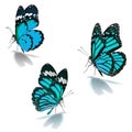 Three blue monarch butterfly