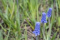 Three blue muscari