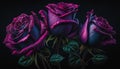 three blue-pink roses with dew drops Royalty Free Stock Photo