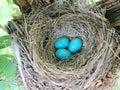 Three Blue Robin Bird Eggs in a Nest Royalty Free Stock Photo