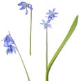 Three blue scilla flowers isolated on white