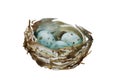 Three blue spotted eggs in the nest isolated on white background. Watercolor illustration of wild bird nest with small Royalty Free Stock Photo