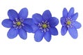 Three blue spring flowers Hepatica nobilis, close-up view Royalty Free Stock Photo