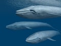 Three Blue Whales