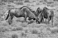 Three Blue Wildebeest bulls interact on an open plain in the Kalahari artistic conversion