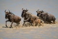 Three blue wildebeest and calf cross river
