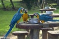 Three Blue-and-yellow macaw