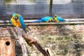 Few Blue-and-yellow macaw sitting in the cage Royalty Free Stock Photo